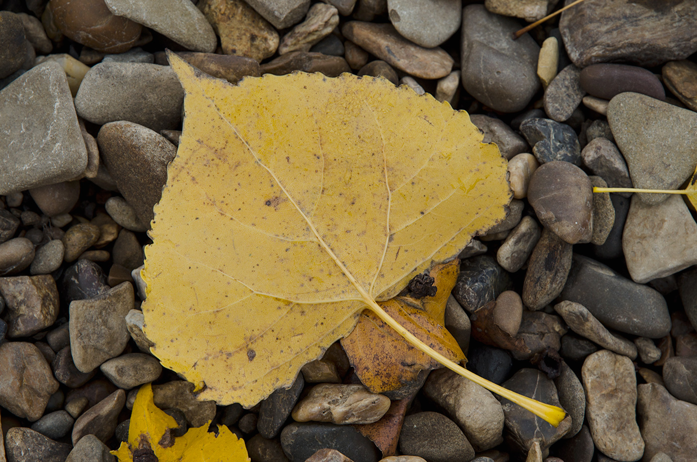 Image of Populus nigra specimen.