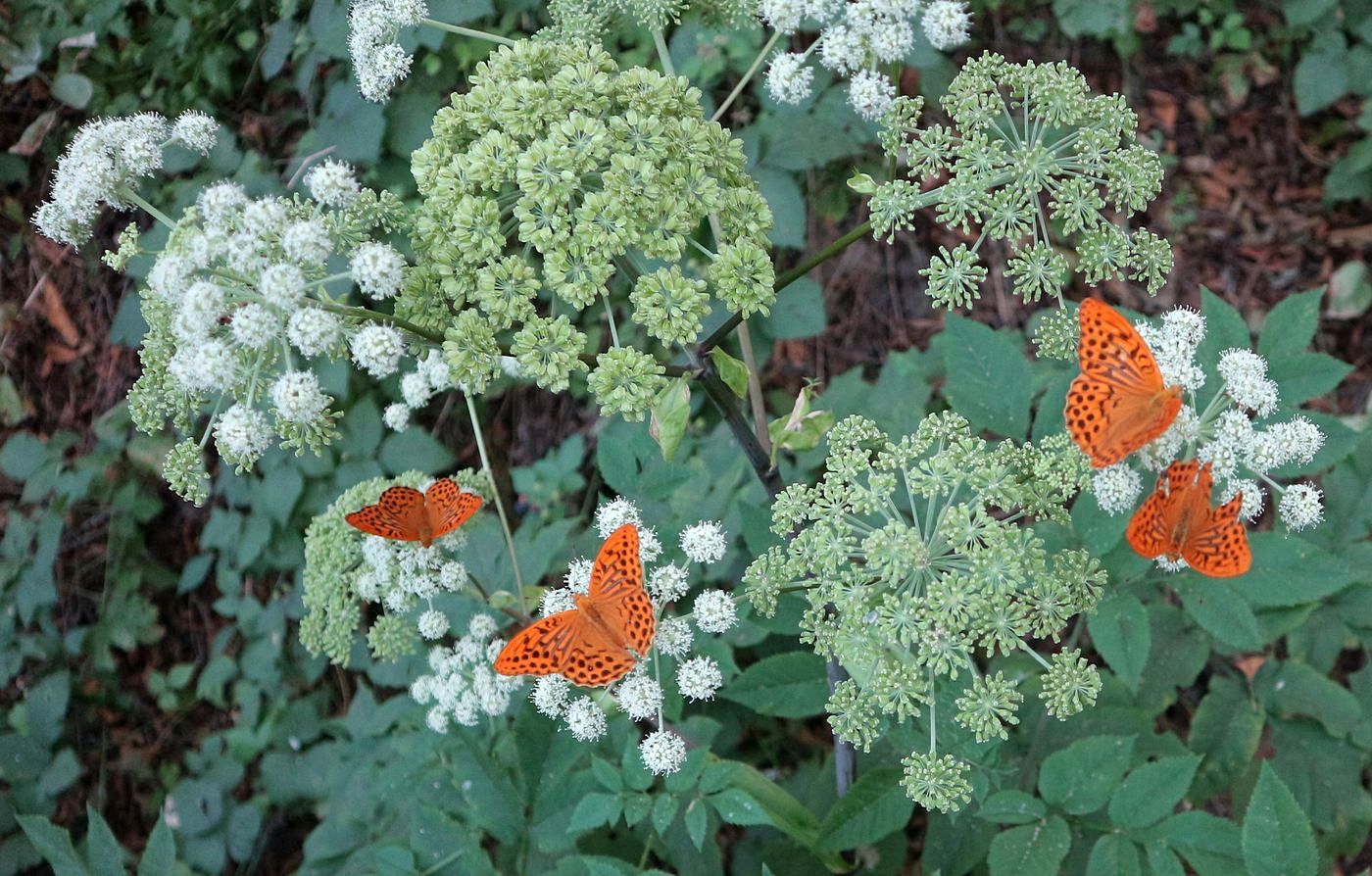 Image of Angelica sylvestris specimen.