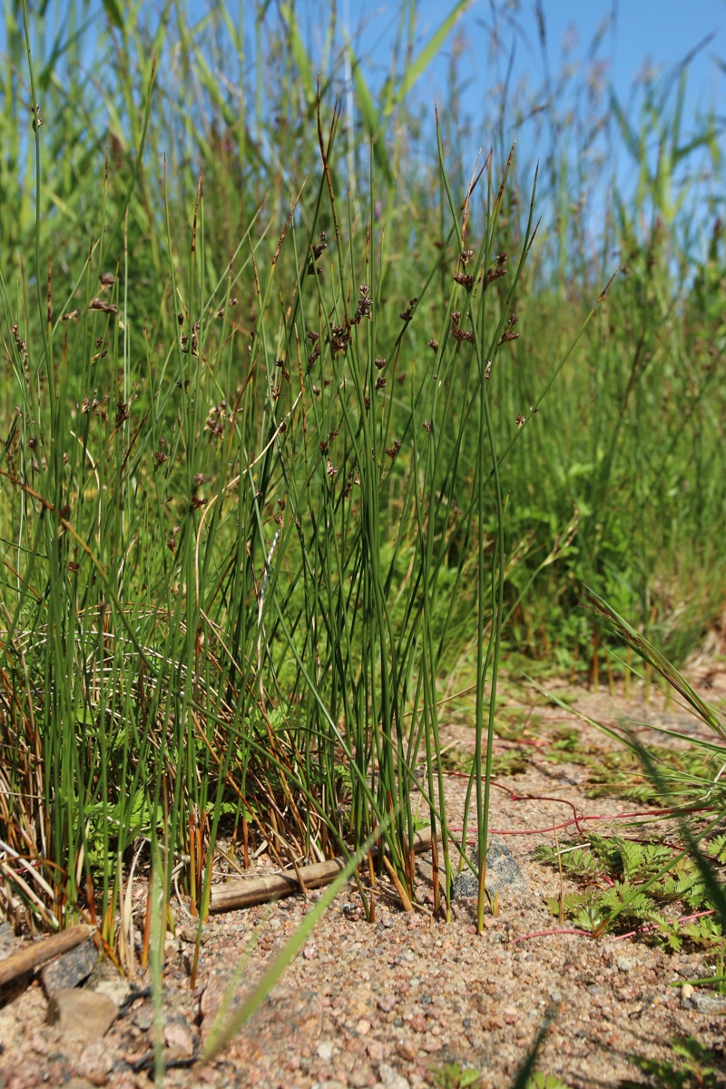 Изображение особи Juncus &times; inundatus.