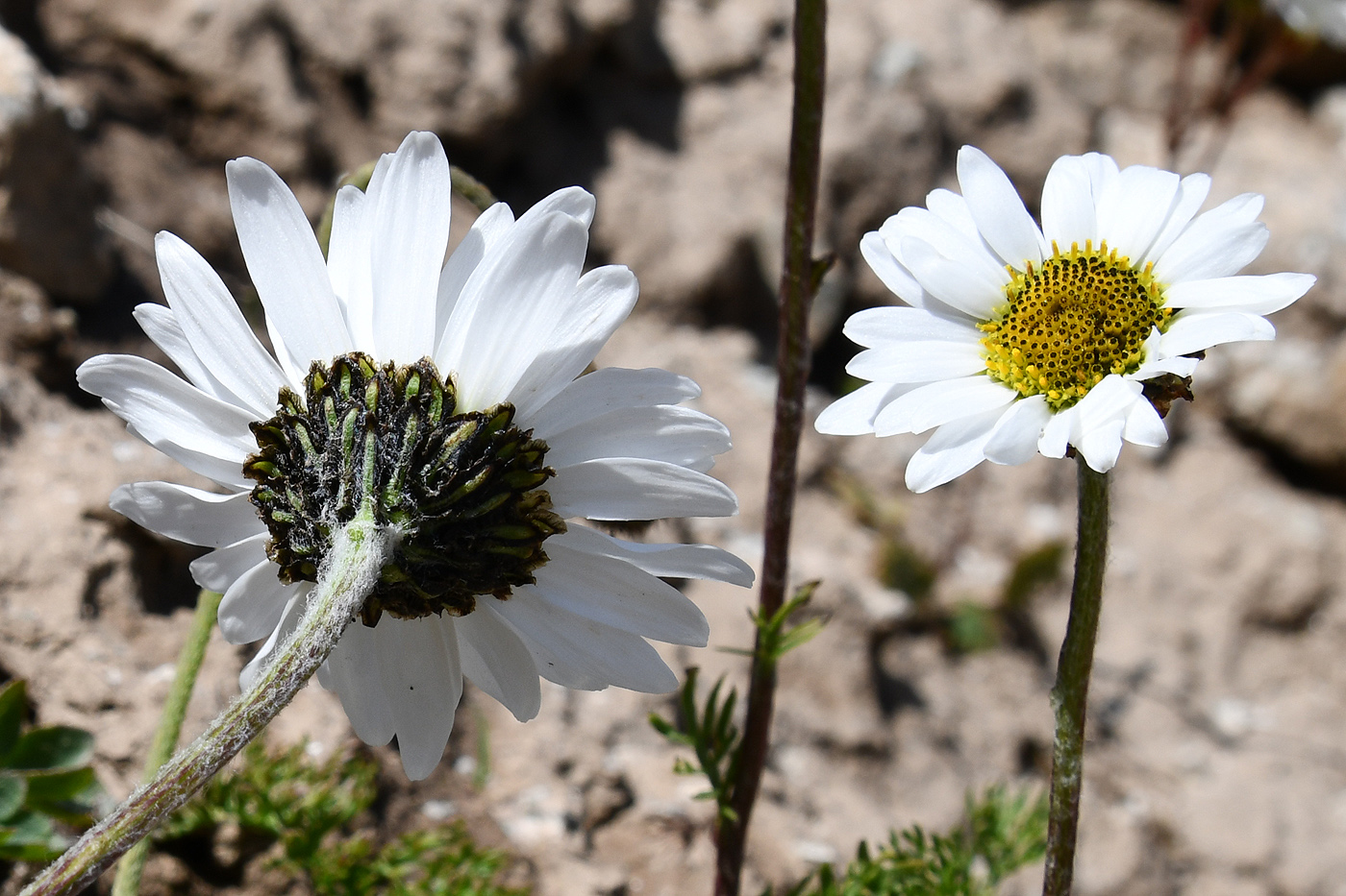 Image of Pyrethrum karelinii specimen.