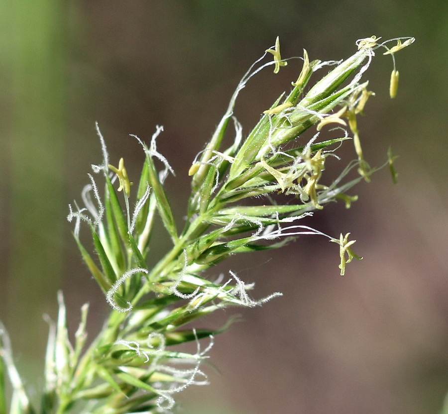 Изображение особи Anthoxanthum odoratum.