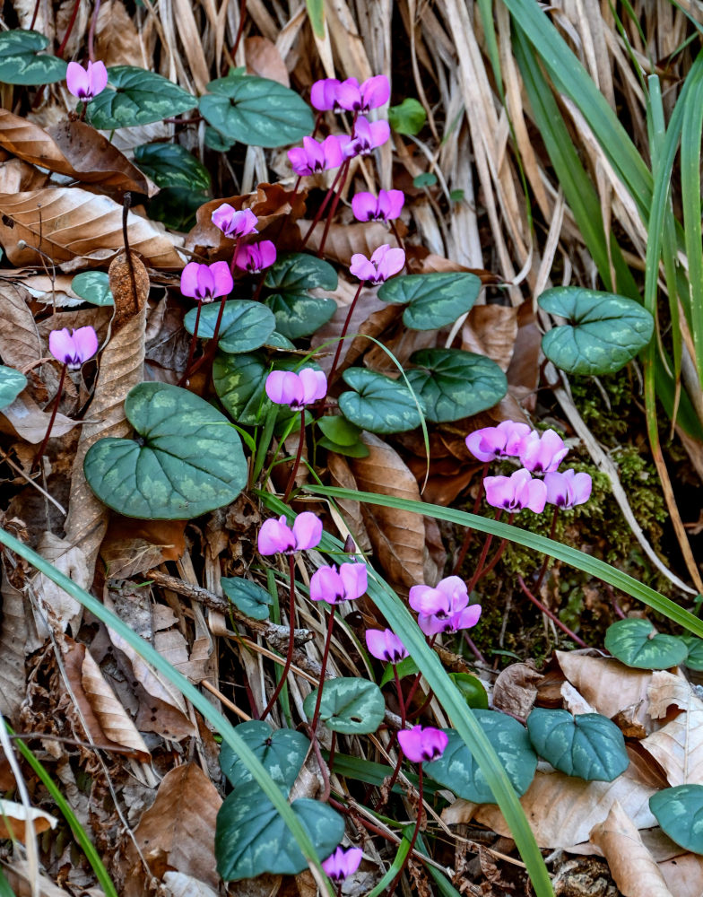 Image of Cyclamen coum specimen.
