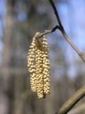 Corylus avellana