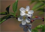 Смотреть изображение Cerasus avium