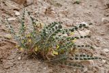 View full-size image genus Astragalus