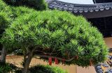 View full-size image Podocarpus macrophyllus