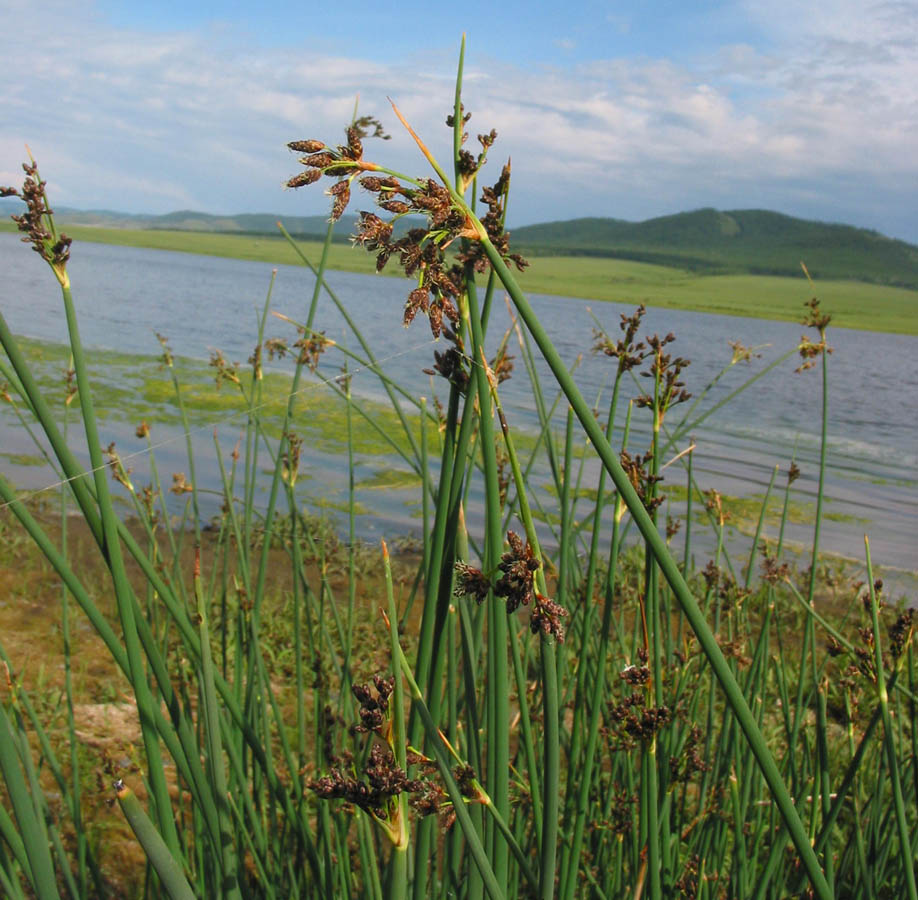 Image of Schoenoplectus validus specimen.