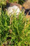 View full-size image Plantago maritima