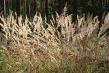 View full-size image Calamagrostis epigeios