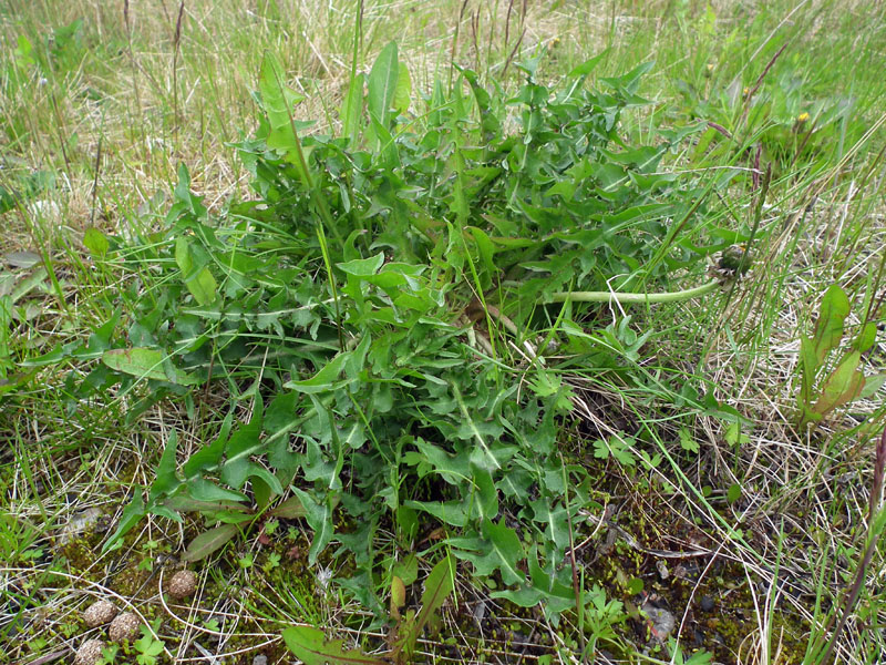 Изображение особи род Taraxacum.