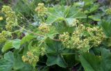 genus Alchemilla. Побеги с оцветиями. Кольский полуостров, Восточный Мурман, Дальние Зеленцы, высокий берег в куту бухты Оскара. 13.07.2011.