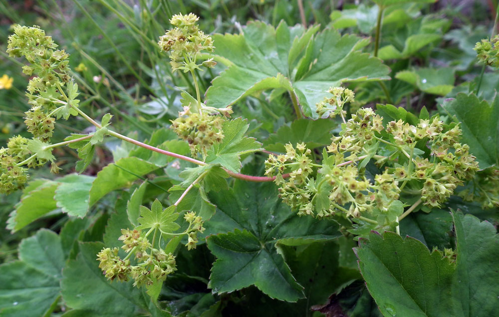 Image of genus Alchemilla specimen.