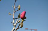 Magnolia × soulangeana