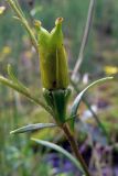 Saxifraga hirculus. Плод. Свердловская обл., окр. г. Североуральск, южная окраина Колонгинского водохранилища, болото. 01.08.2011.