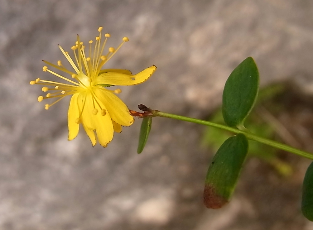 Image of Hypericum nummularium specimen.