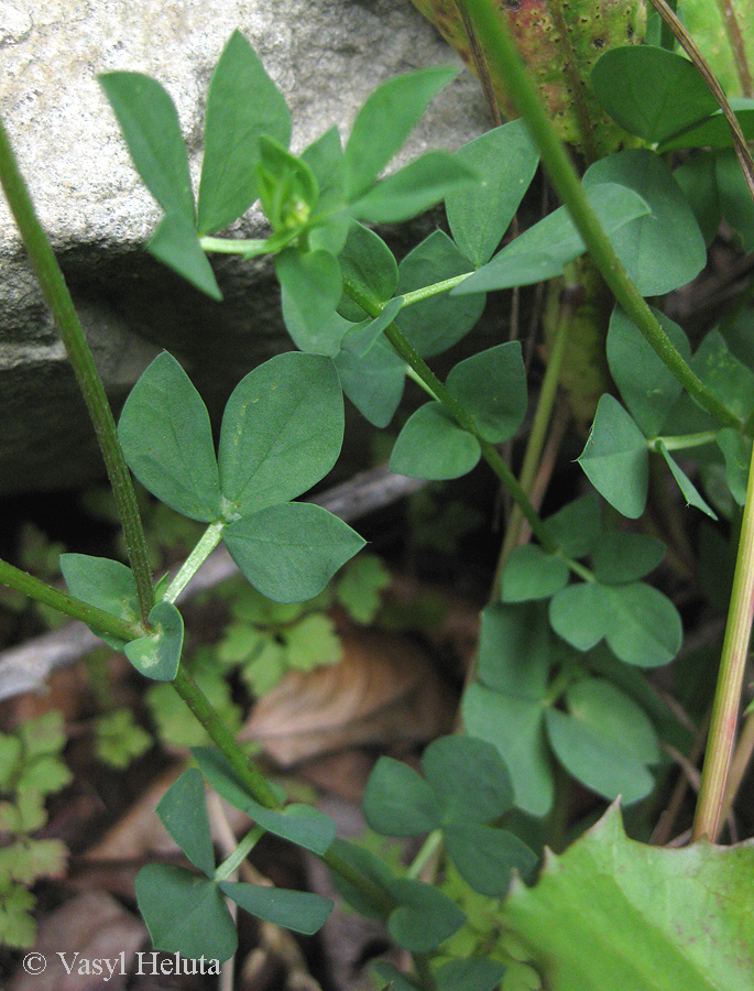 Image of Lotus corniculatus specimen.