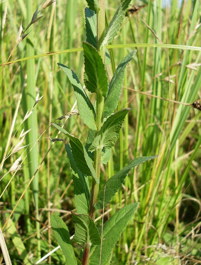 Image of Verbascum blattaria specimen.