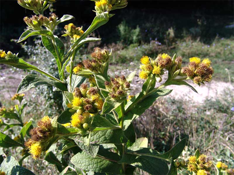 Image of Inula thapsoides specimen.