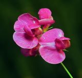 Lathyrus tuberosus