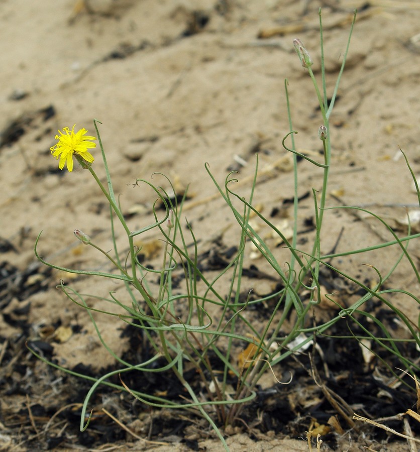 Image of Takhtajaniantha pusilla specimen.