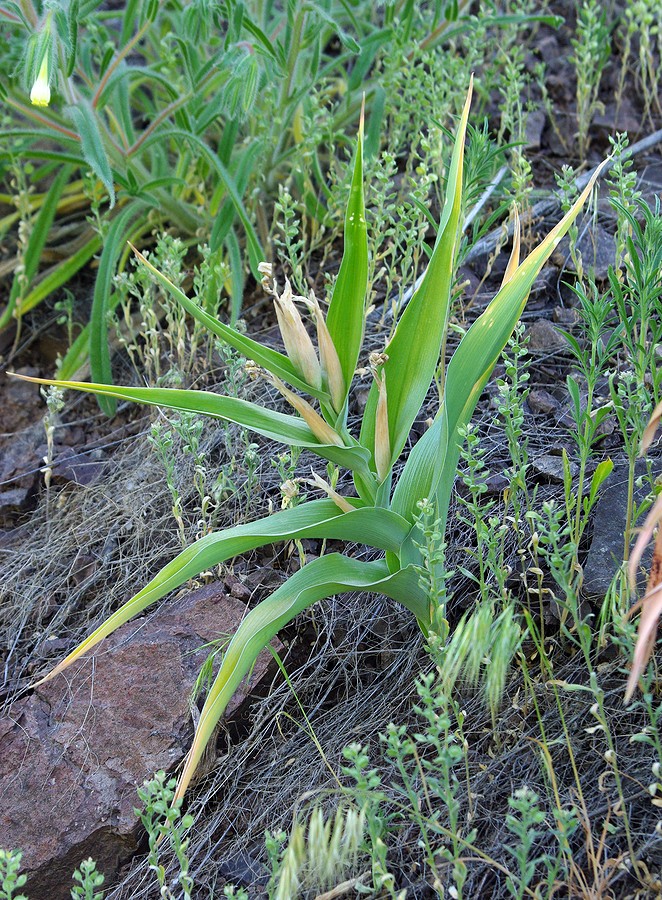 Image of Juno pseudocapnoides specimen.