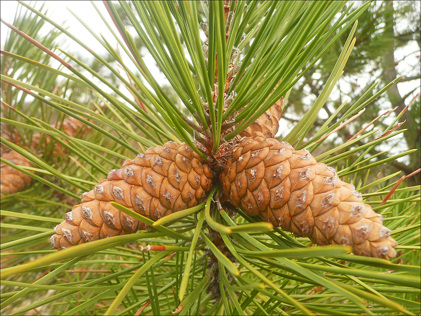 Изображение особи Pinus pallasiana.