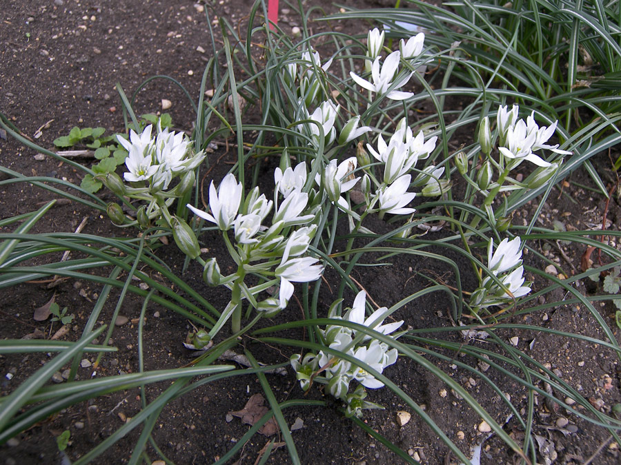 Image of Ornithogalum navaschinii specimen.