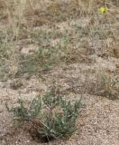 Diplotaxis tenuifolia. Цветущее растение. Крым, Арабатская стрелка, степь на ракушковом песке. 18.07.2011.