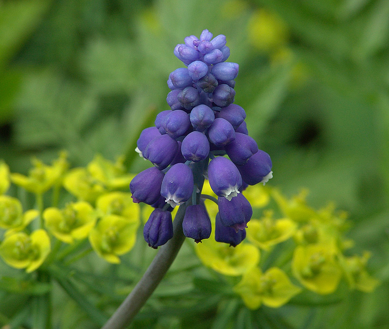 Изображение особи род Muscari.