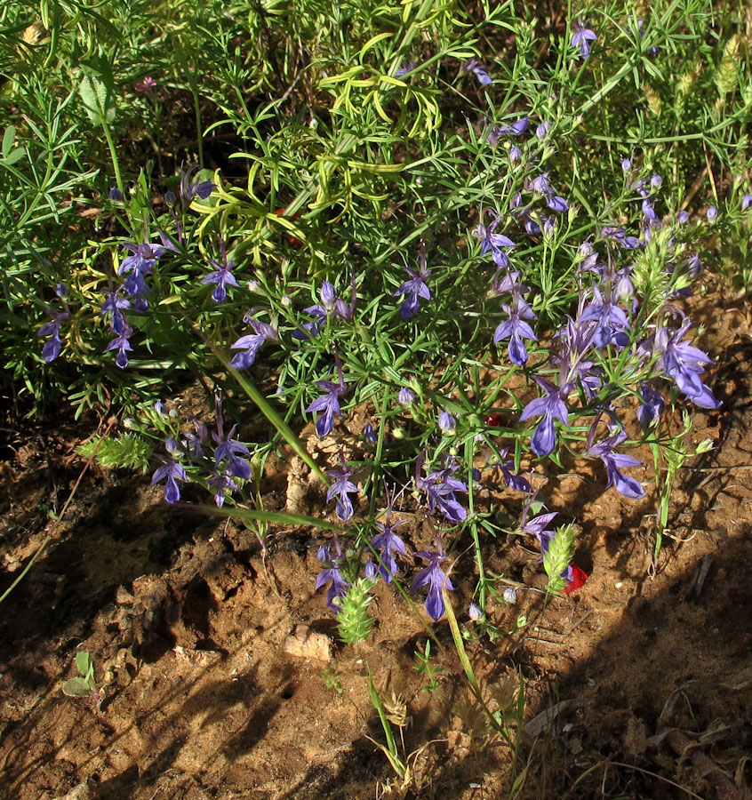 Изображение особи Teucrium procerum.