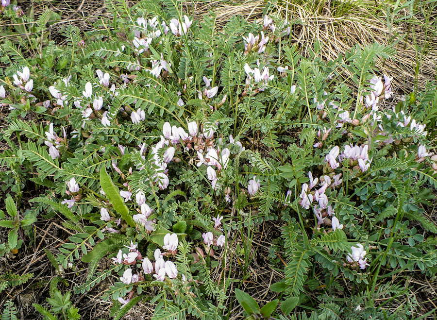 Image of Astragalus megalanthus specimen.