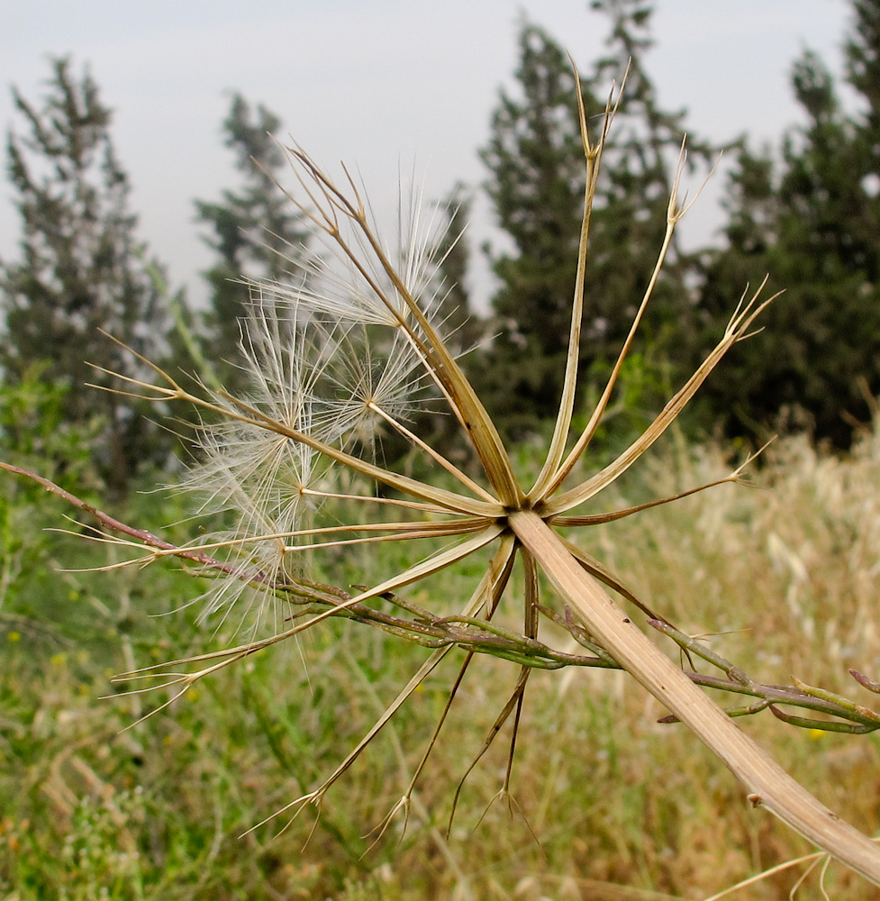 Image of Geropogon hybridus specimen.