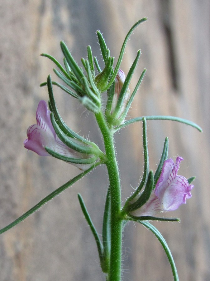 Image of Misopates orontium specimen.