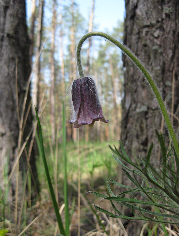 Image of Pulsatilla pratensis specimen.