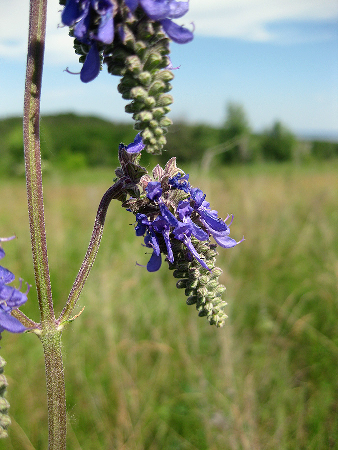 Изображение особи Salvia nutans.