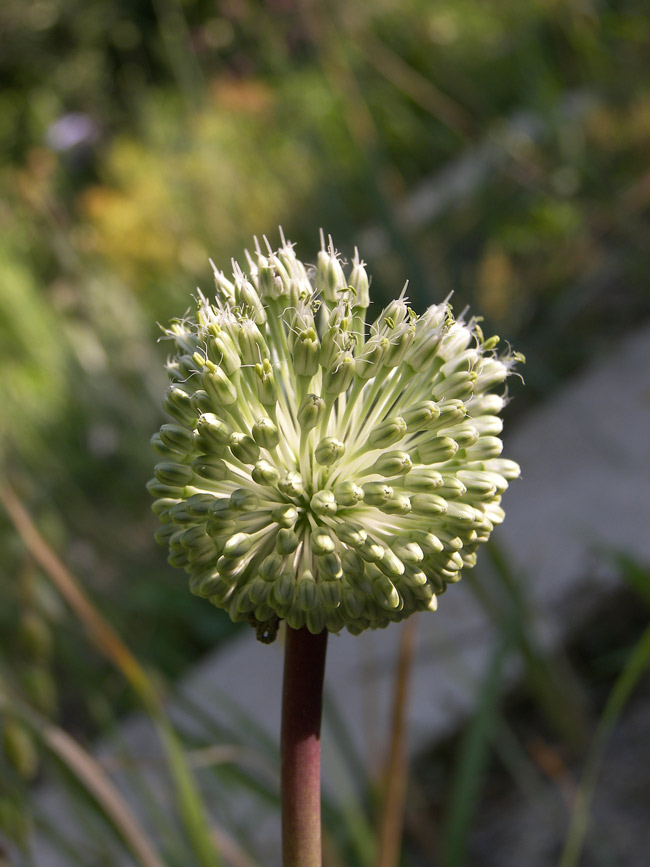Изображение особи Allium affine.