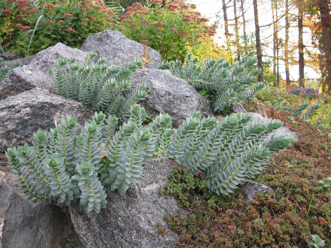 Image of Euphorbia myrsinites specimen.