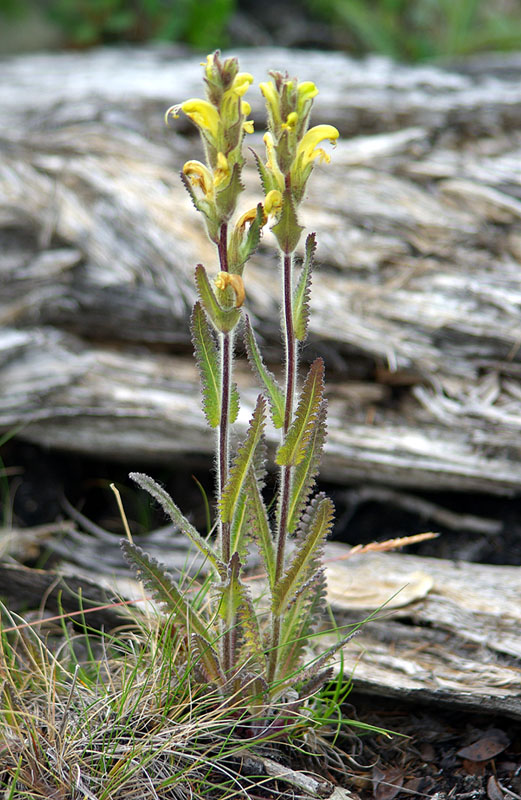 Image of Pedicularis tristis specimen.