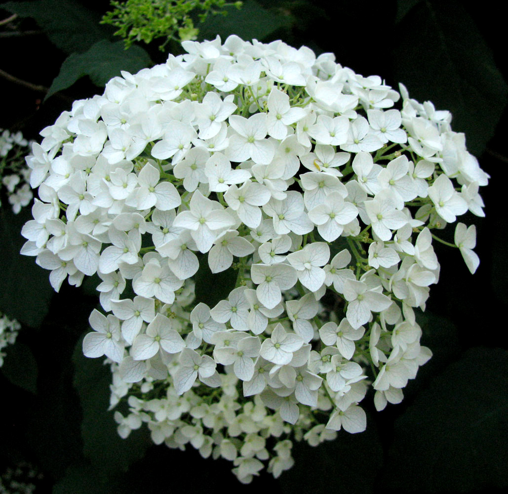 Image of Hydrangea arborescens specimen.