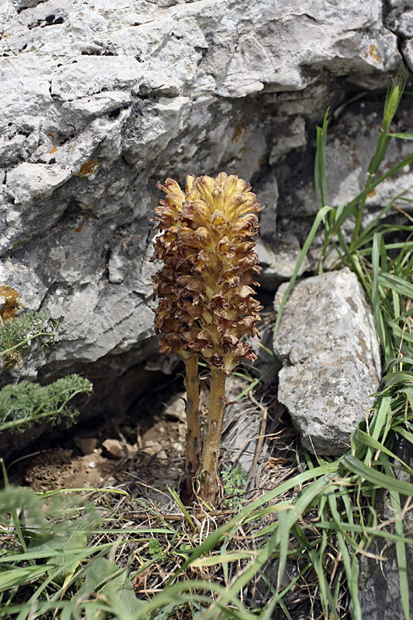 Изображение особи Orobanche gigantea.