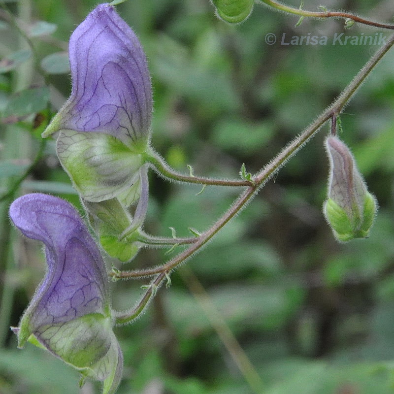 Image of Aconitum stoloniferum specimen.