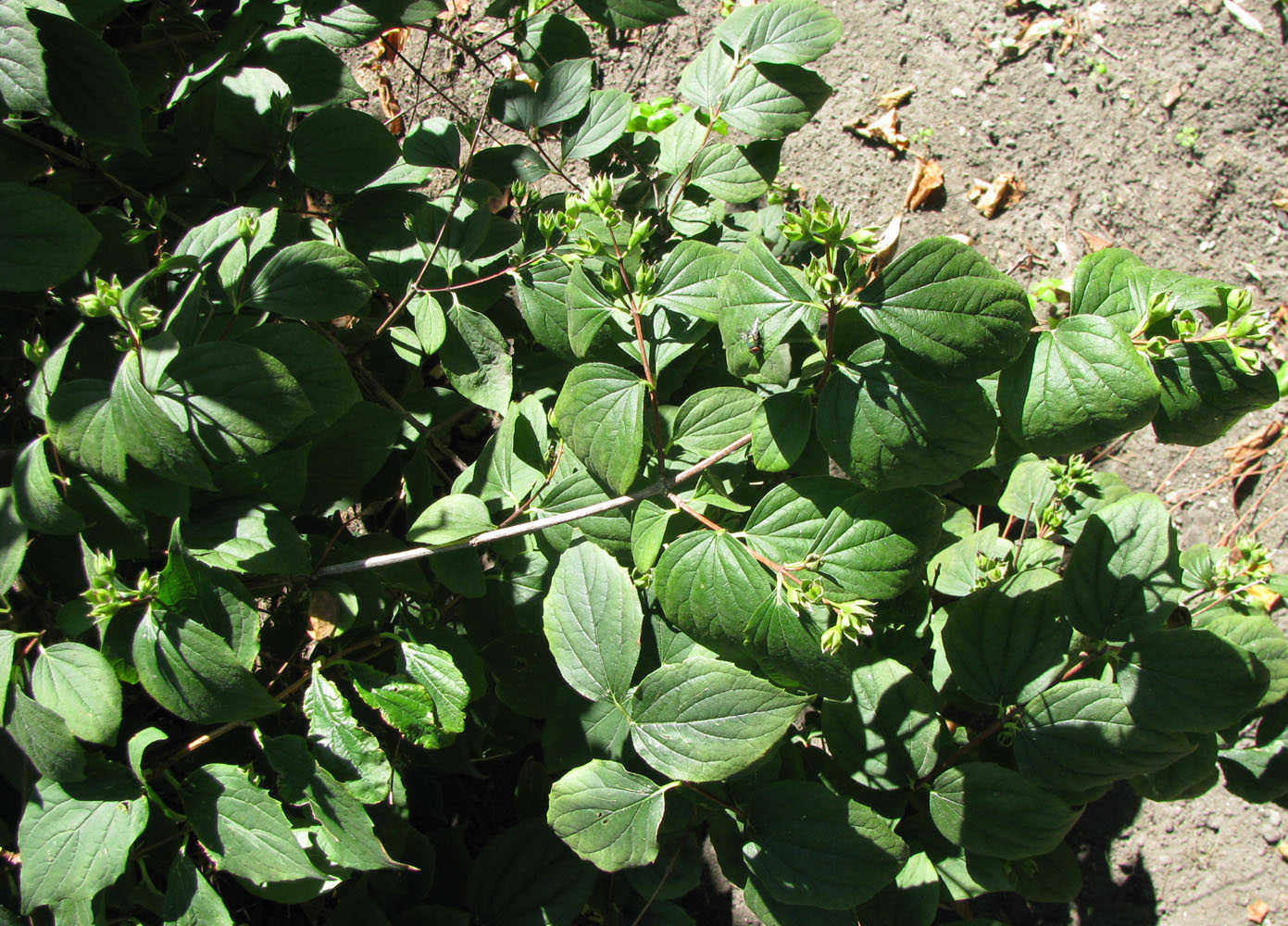 Изображение особи Philadelphus coronarius.