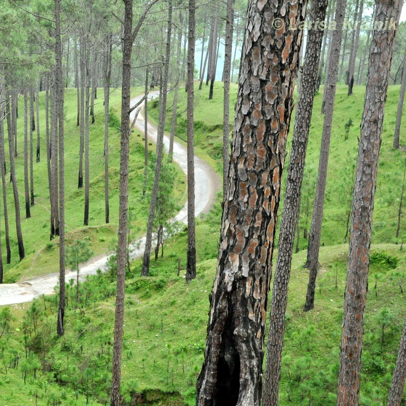 Image of Pinus roxburghii specimen.