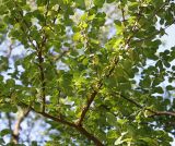 Exochorda racemosa. Ветвь верхней части кроны взрослого растения. Германия, г. Krefeld, ботанический сад. 16.09.2012.