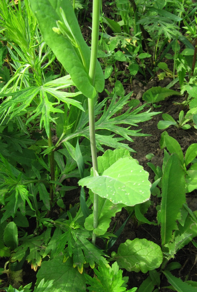 Image of Brassica campestris specimen.