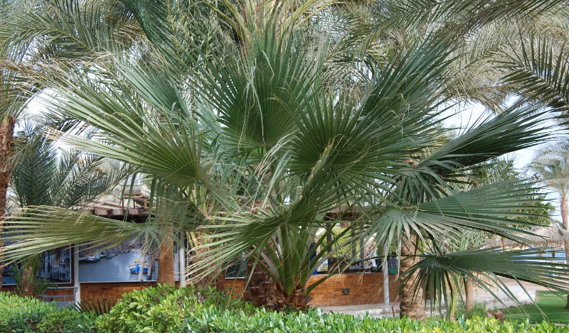 Image of Washingtonia robusta specimen.