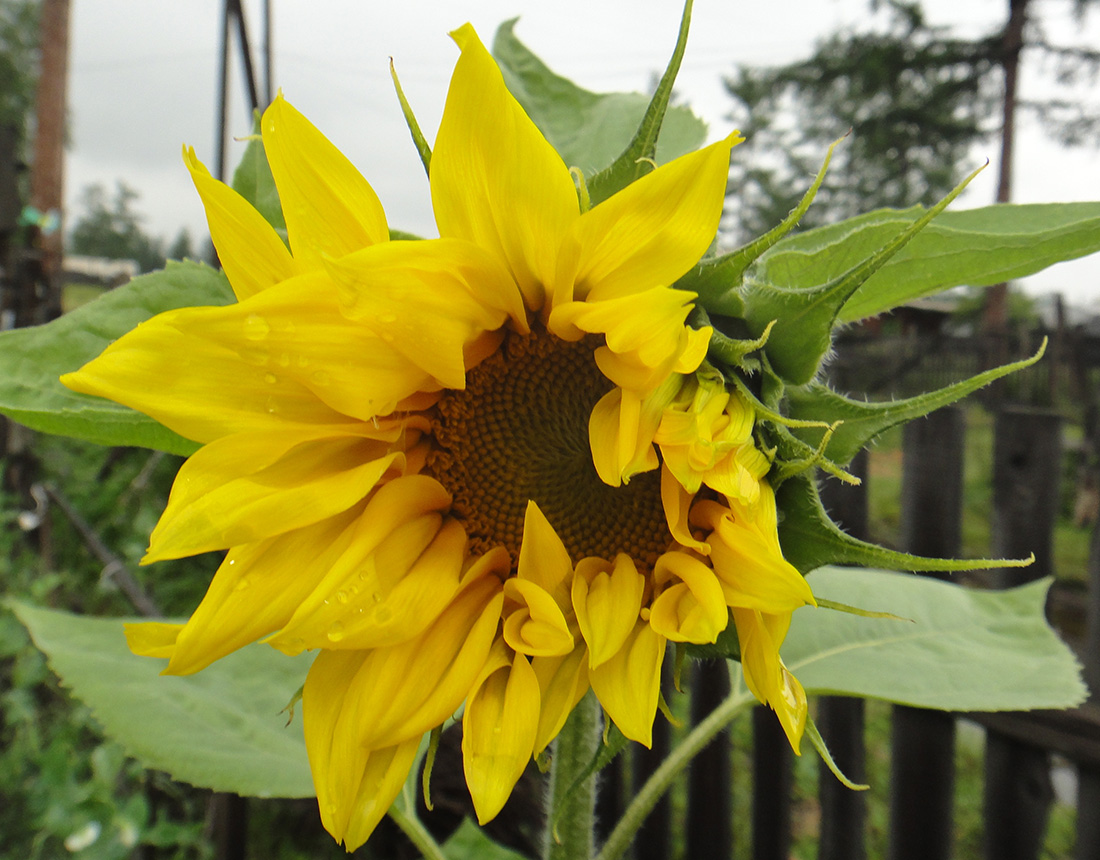 Image of Helianthus annuus specimen.