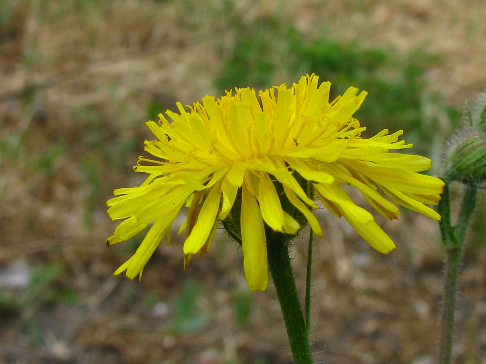 Изображение особи Crepis rhoeadifolia.