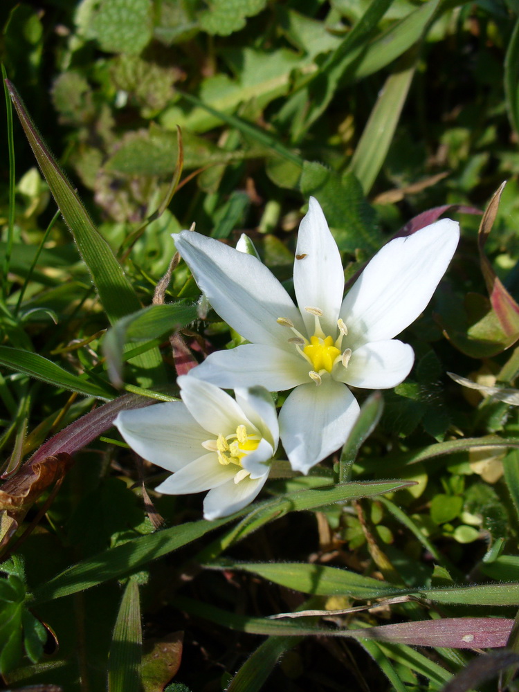 Image of Ornithogalum fimbriatum specimen.