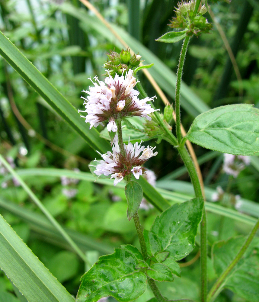 Image of Mentha aquatica specimen.